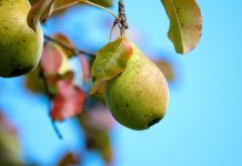 Stare sorte voća spasavaju od izumiranja