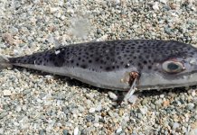 Najotrovnija riba sе pojavila u Jadranu: otrov sto puta jači od cijanida