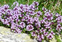 Sutra Dani ljekobilja na Romaniji