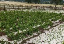 Oluja sa gradom, veliki šteta na usjevima i voćnjacima