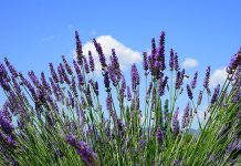 Do kraja sedmice sunčano i toplo