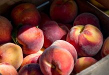 Zbog povećanog sadržaja pesticida naređeno uništavanje svježe breskve iz Italije