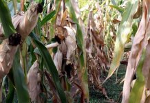 Marinković: Umanjeni prinosi kukuruza i do 80 odsto