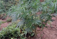 Uhapšen muškarac zatečen na plantaži indijske konoplje