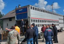 Isporučene junice na četiri opštine Sarajevsko-romanijske regije