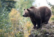 Vukovi i mrki medvjedi vraćaju se u svoja staništa u Evropi