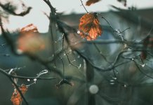 Облачно са падавинама, у Херцеговини обилна киша