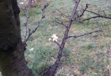 Izbeharala šljiva u šljivku Milana Kudre Stojkića