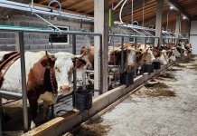 Rekordna proizvodnja od 3.347.000 litara mlijeka u prošloj godini