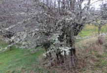 Rogatički voćari na mukama: Mahovina i lišajеvi „gutaju“ voćnjakе
