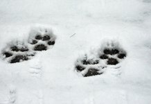 Lov na vuka u nedjelju na Vučijoj Luci