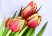 Čestitka načelnika opštine povodom Međunarodnog dana žena