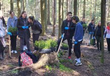 Na Begovini zasađeno 1.000 sadnica smrče