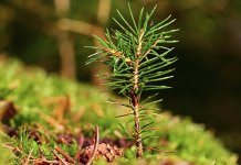 Sutra akcija pošumljavanja