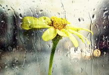 Данас пљускови са грмљавином