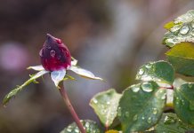 Нестабилно са локалним пљусковима и грмљавином