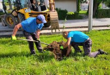 Stare sadnice zamijenjene novim