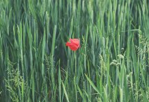 Zašto je važno da čuvamo zelene površine Pala?