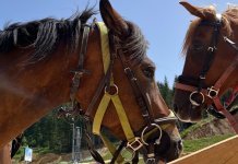 Ljetna atrakcija – jahanje konja