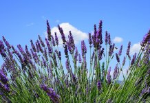 Danas pretežno sunčano i toplo