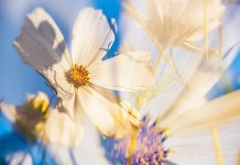 Данас сунчано и пријатно топло