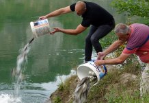 U Drinu pušteno više od 5.000 mlađi potočne pastrmke i šarana