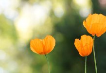 Данас претежно сунчано уз постепено наоблачење, локално јачи пљускови