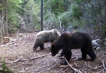 Медвјед на нишану ловаца, након што је уништио велики пчелињак