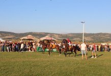 Главне награде одгајивачима коња из Невесиња и са Жабљака