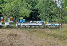 Готово рекордни приноси упркос хладном прољећу и упадима медвједа