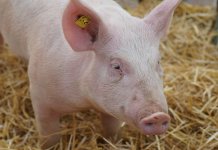 Први случај афричке куге свиња откривен у селу Забрежје