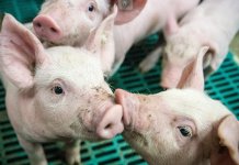 Први случај афричке куге свиња у Сарајевско-романијској регији