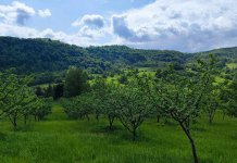 Фочански бренд – пекмез и ракија од јабуке