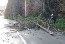 Јак вјетар срушио дрво на магистрални пут