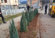 У току акција озелењавања, биће засађено 390 садница дрвећа