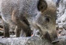 На Палама потврђено шест случајева заразе код дивљих свиња