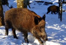 Потврђена још четири случаја заразе, пронађена још два леша дивљих свиња