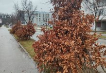 Велика понуда бадњака и божићног жита