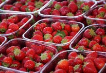 Забрањен увоз двије пошиљке јагода из Албаније