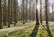 Због малверзација у шумским газдинствима ухапшена четири лица, за петим се трага