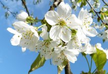 Сунчано и веома топло, температура и до 31 степен