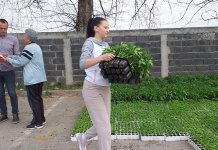 Подијељене саднице поврћа