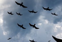 На Сокоцу дувало јачином од 92,5 километара на час