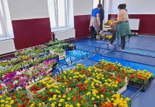 Подијељене саднице цвијећа за љепшу и уређенију Фочу