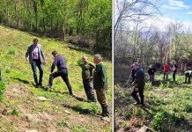 На локалитету Ковачевац засађено 1.250 садница храста китњака