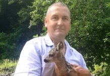 Тражио лисичарку- нашао лане