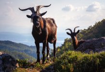 Јединствене козе са Козаре