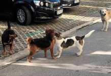 Пси угризли четири особе у само једном дану