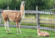Први Зоолошки врт „ВрхЦапра“ у Врхпрачи добио принову: рођена прва лама!