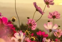 Топлотни талас до недјеље, идуће седмице киша